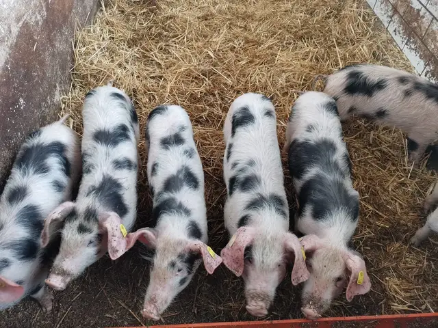 Hack gewürzt vom Bunten Bentheimer Schwein